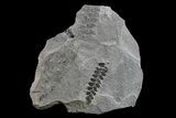 Pennsylvanian Fossil Fern (Neuropteris) Plate - Kentucky #154670-2